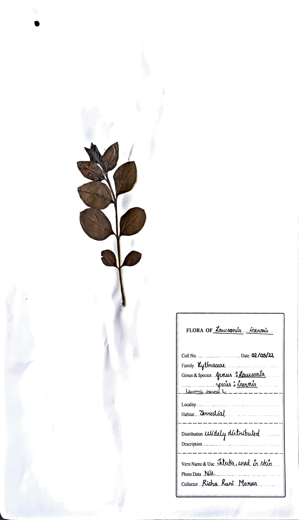 Jetuka (Ass.) (Herbarium)